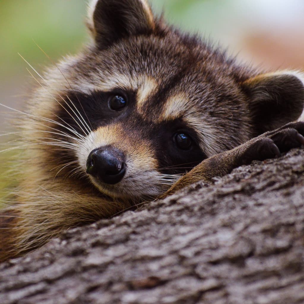 Raccoon resting on a branch, signifying the laidback raccoon style of Cyan.